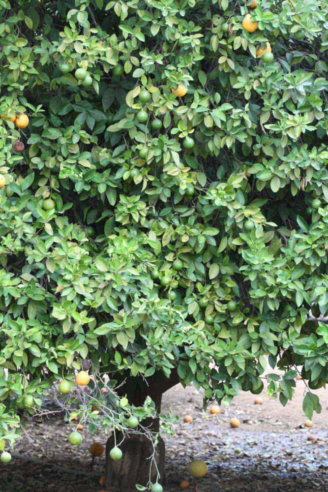            Habit (Riverside, CA)   